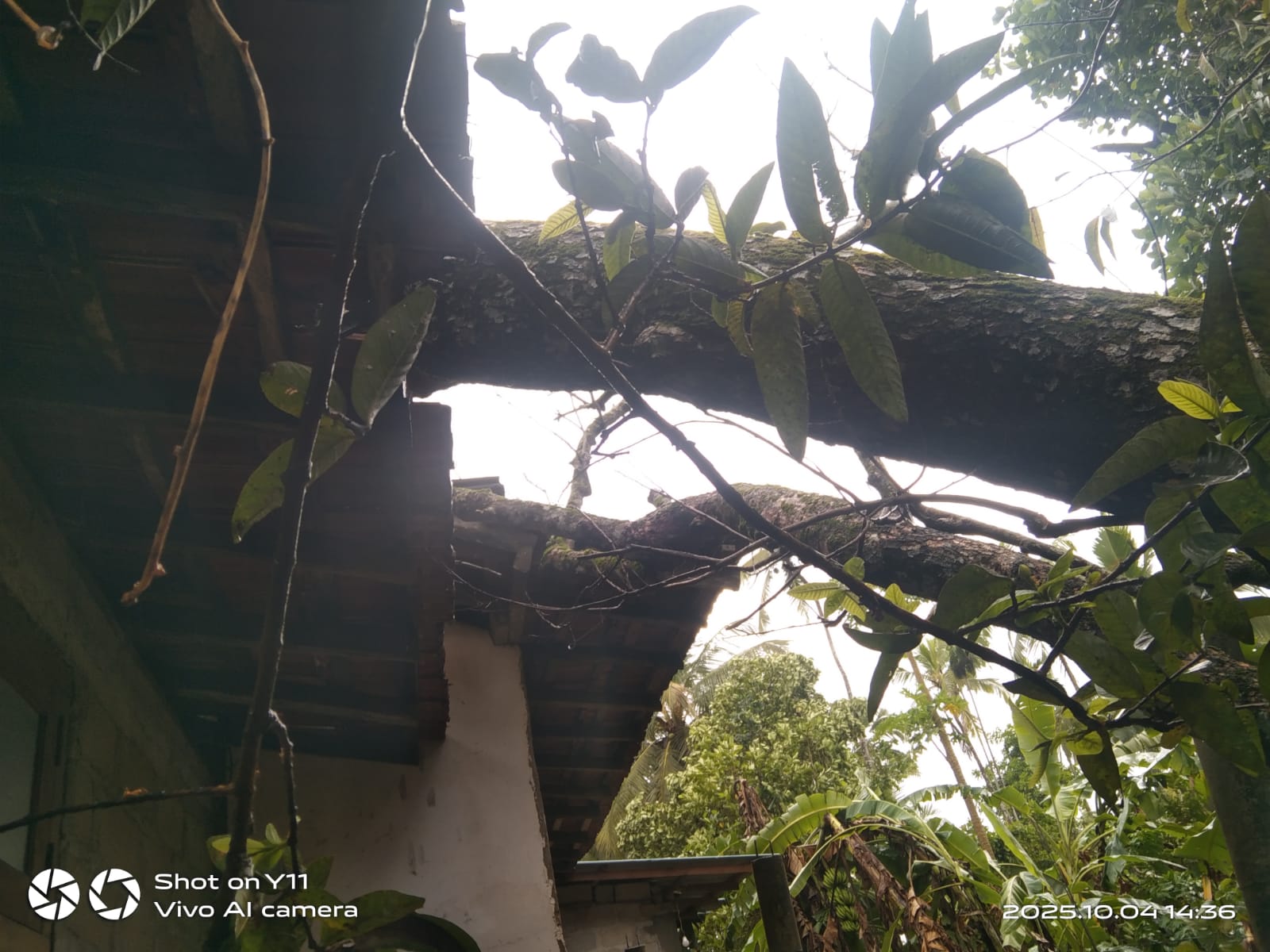 අයහපත් කාලගුණයෙන් ගස් කඩා වැටී කුරුණෑගල නිවස රැසකට හානි අයහපත් කාලගුණයෙන් ගස් කඩා වැටී කුරුණෑගල නිවස රැසකට හානි