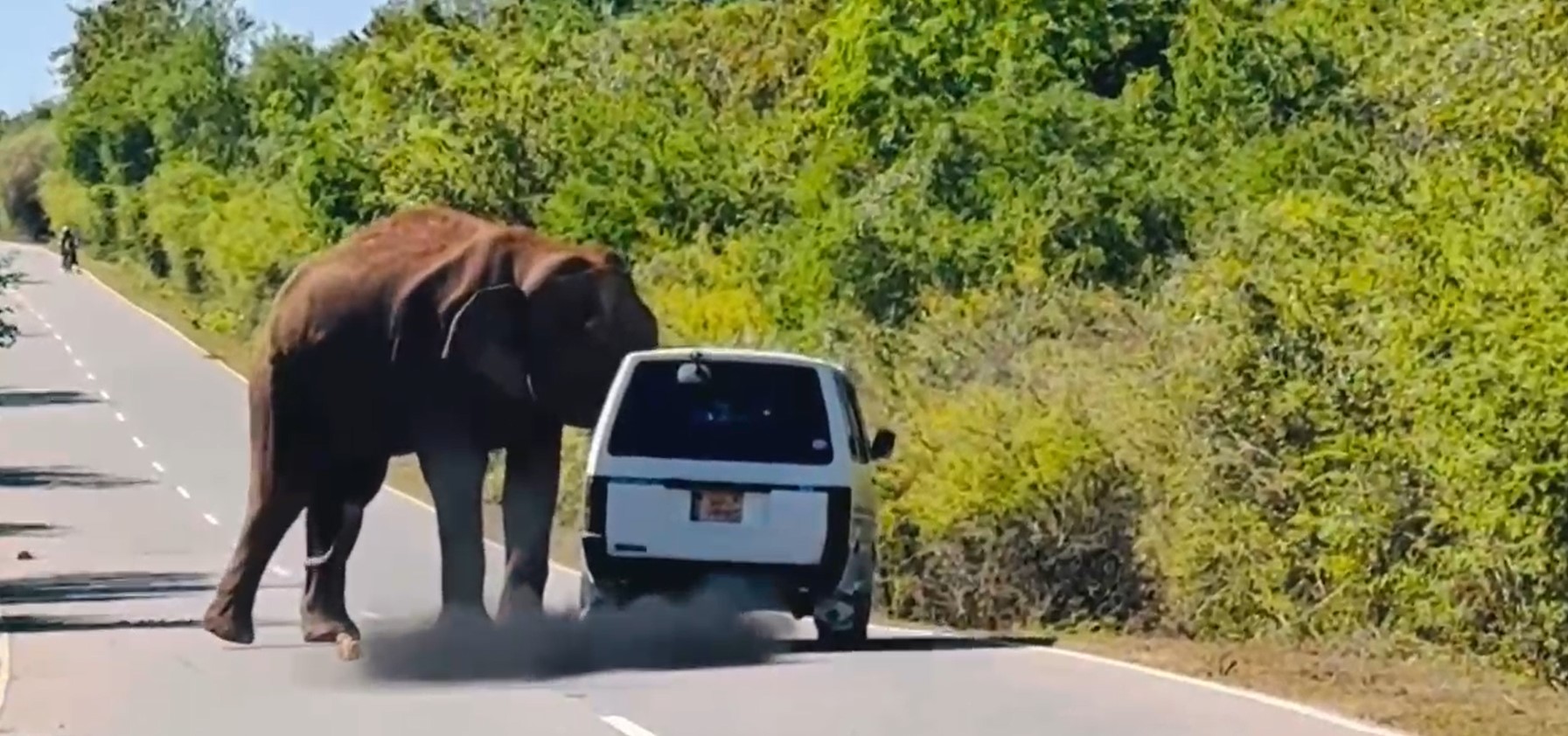 බුත්තල – කතරගම මාර්ගයේ වන අලියෙක් කෑම සොයා වෑන් රථයකට පහර දෙයි (VIDEO)