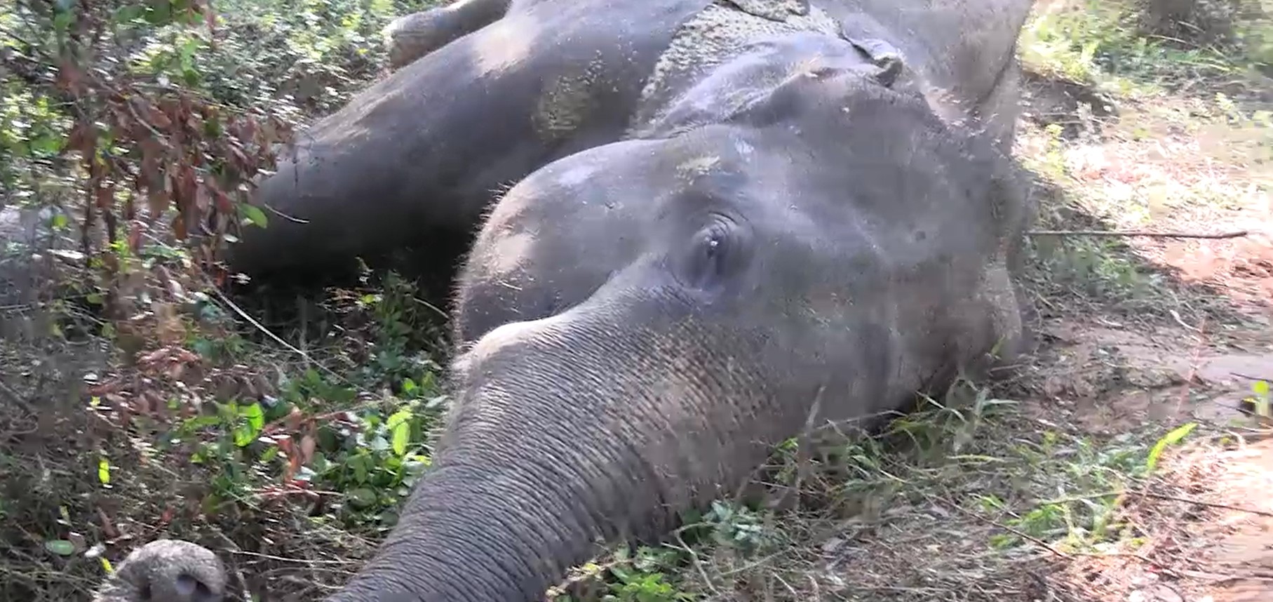 වෙඩි වැදුනු කෙනෙරකගේ දිවි බේරා ගැනීමට වනජීවි නිලධාරීන් මහත් පරිශ්රමයක වෙඩි වැදුනු කෙනෙරකගේ දිවි බේරා ගැනීමට වනජීවි නිලධාරීන් මහත් පරිශ්රමයක