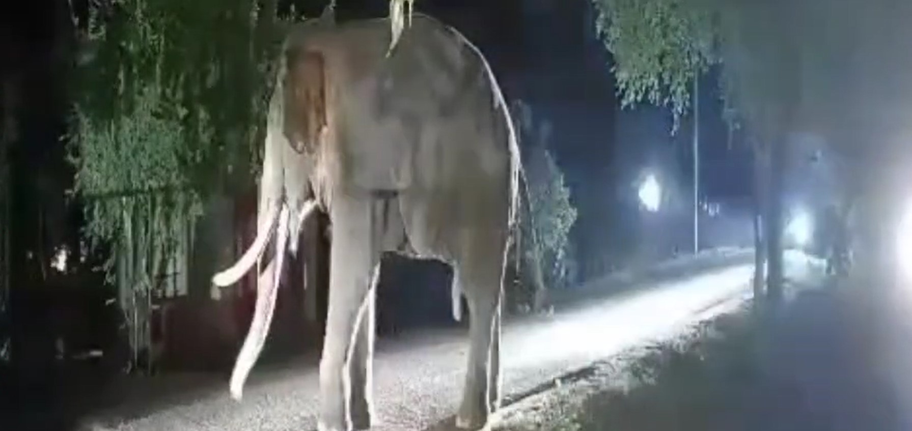 ගණ දෙවියන් වඳින්න ආපු අග්බෝ හස්තියා ගණ දෙවියන් වඳින්න ආපු අග්බෝ හස්තියා