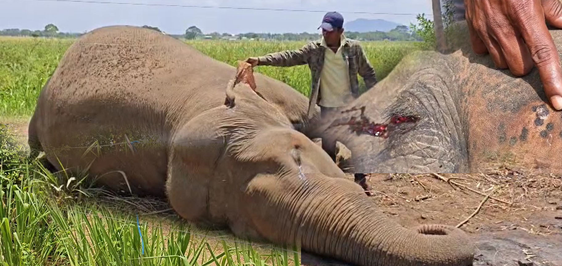 වන සත්ව දිනය දා වන අලියෙක් විදුලිසර වැදී මිය යයි