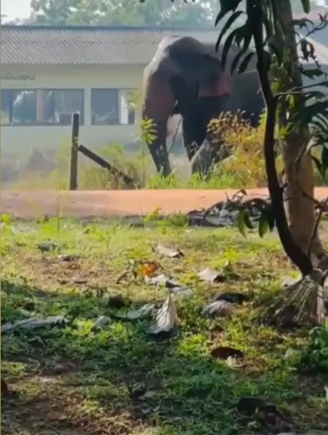 තඹුත්තේගමට ආව “තනියා” වි උරයක් බලෙන් අරගෙන යයි තඹුත්තේගමට ආව “තනියා” වි උරයක් බලෙන් අරගෙන යයි