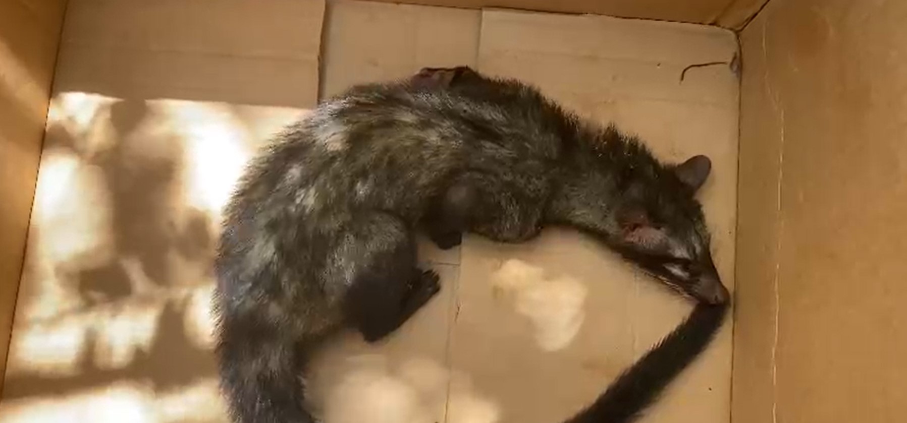 තුවාල වූ උගුඩුවෙක් පාසලට ඇවිත්