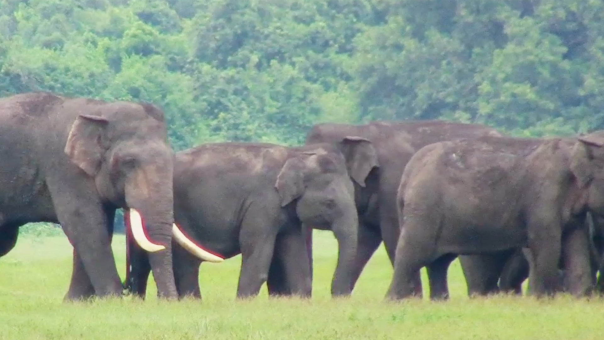 වසර දෙකකට පසු අග්බෝ ඇතු මහකනදරාව අලි රංචුවට එකතුවෙලා වසර දෙකකට පසු අග්බෝ ඇතු මහකනදරාව අලි රංචුවට එකතුවෙලා