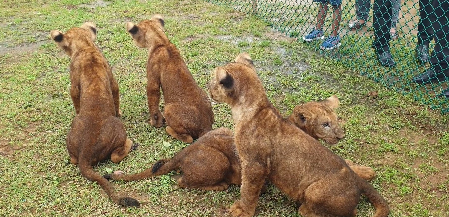 සිංහ පැටව් 4ක් රිදීගම දී මහජන ප්රදර්ශනයට සිංහ පැටව් 4ක් රිදීගම දී මහජන ප්රදර්ශනයට
