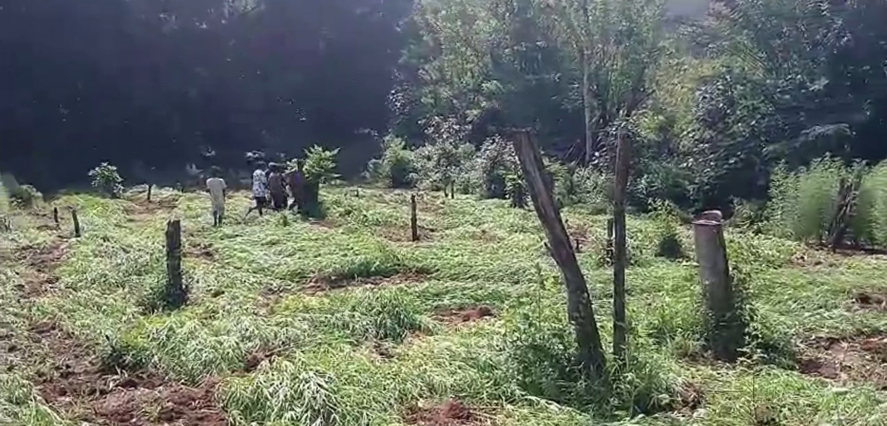 හල්දුම්මුල්ල – අක්කරසීය රක්ෂිතයේ කංසා වැවූ 6 ක් අත්අඩංගුවට