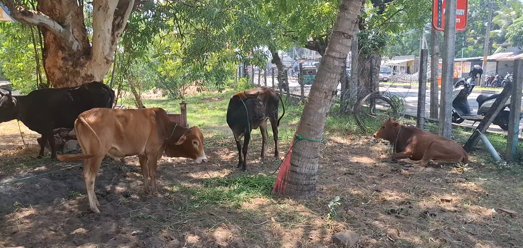 නීති විරෝධීව ගවයින් ප්‍රවාහනය කළ තිදෙනෙක් පොලිස් අත්අඩංගුවට