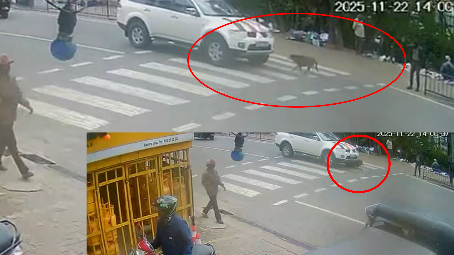 පිංකමකට ගිය පිරිසකගේ නොමිනිස් වැඩකින් සුනඛ සුරතලකුට ජීවිතය අහිමි වේ