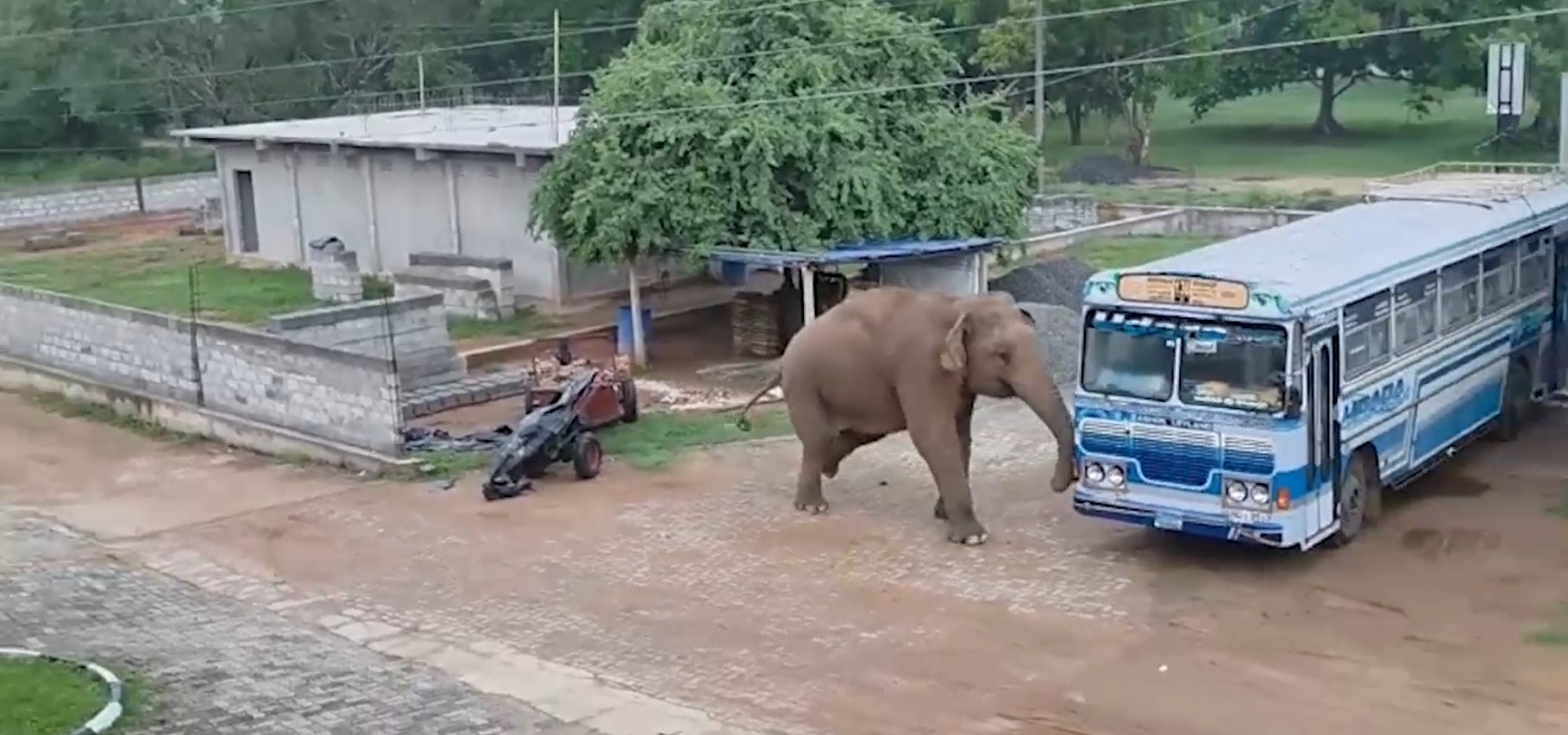 දිඹුලාගල රජමහා විහාරයටත් මේ දවස්වල අලි කරදර දිඹුලාගල රජමහා විහාරයටත් මේ දවස්වල අලි කරදර