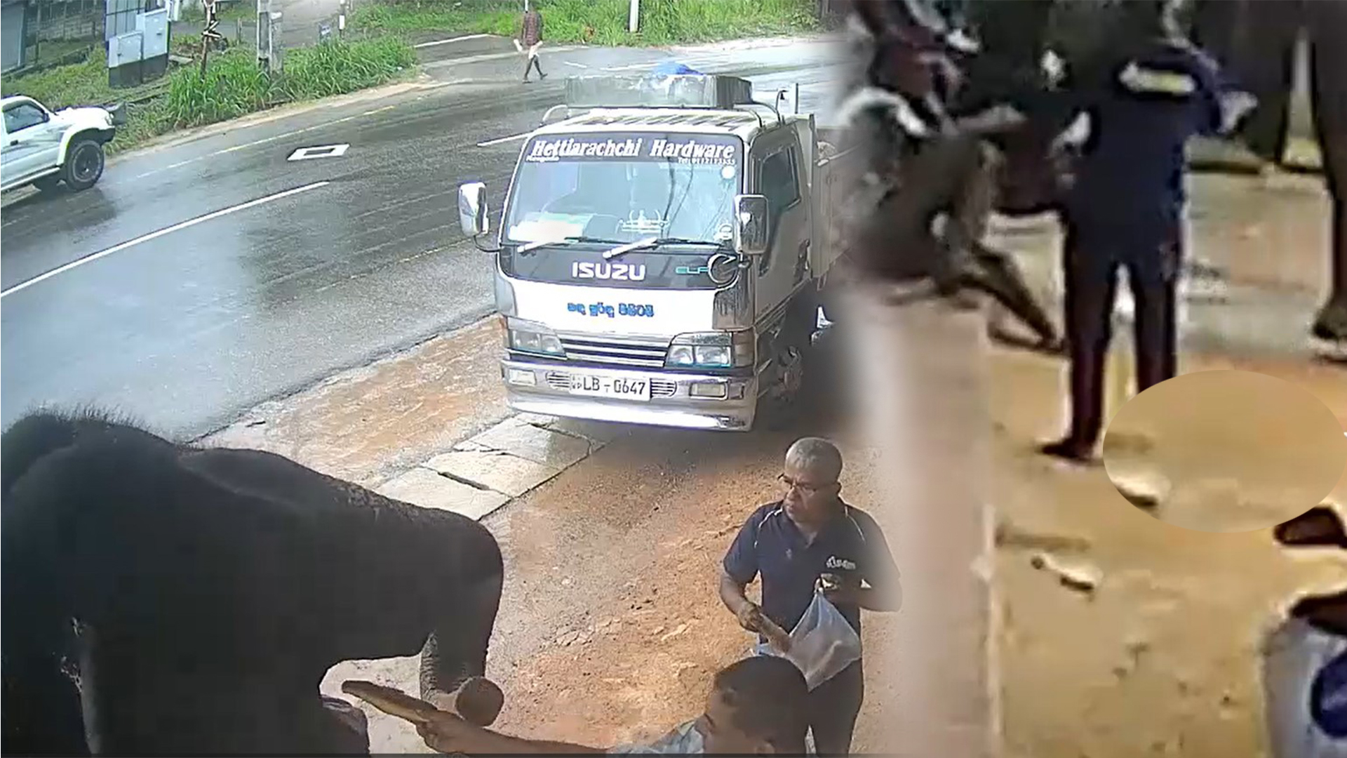 නොදන්න අලින්ට කැම දෙන්න ගිහින් විපතේ වැටීම