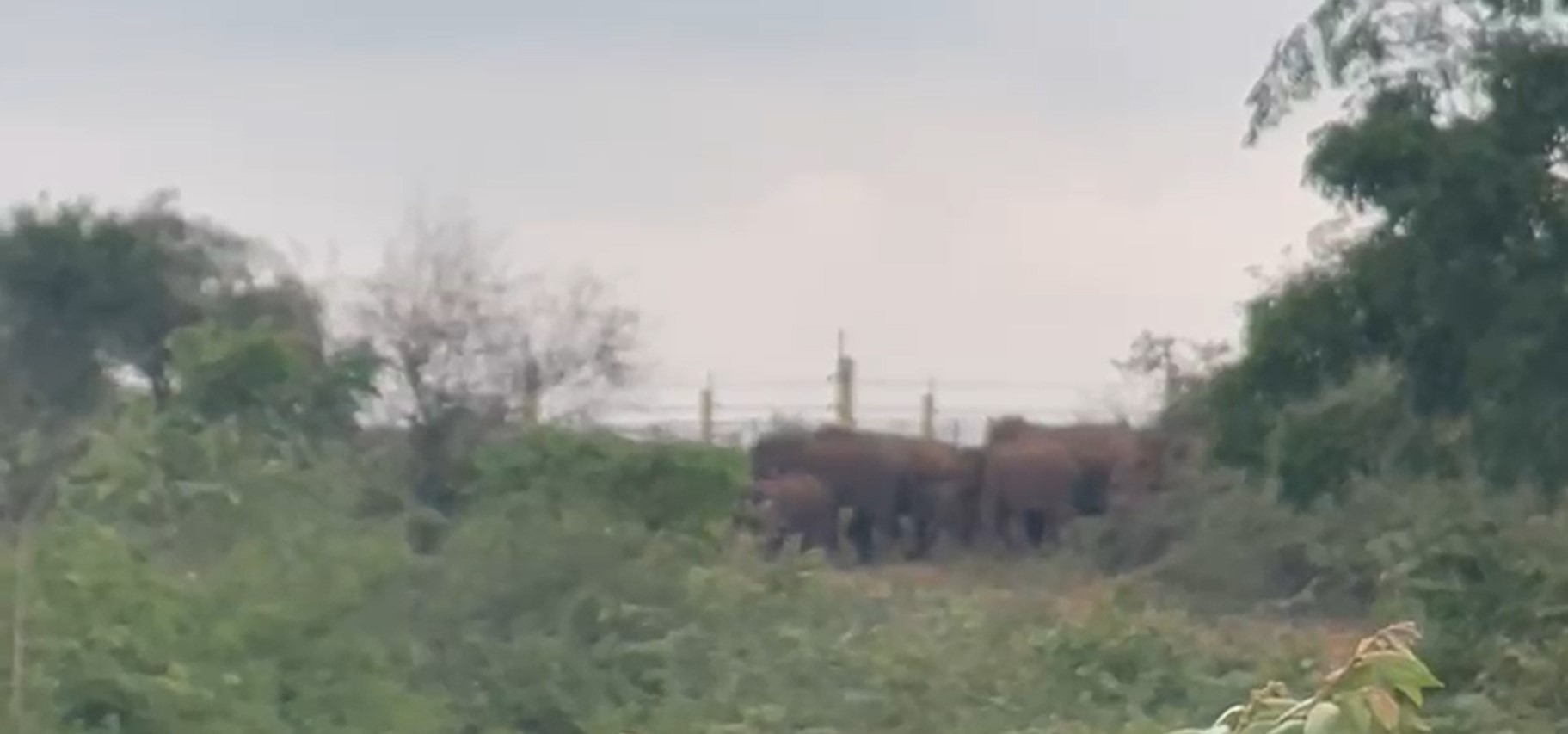 හම්බන්තොට වන අලි ගම්මාන වලින් ඉවත් කිරීමේ මෙහෙයුම් තවදුරටත් සාර්ථකව ඉදිරියට හම්බන්තොට වන අලි ගම්මාන වලින් ඉවත් කිරීමේ මෙහෙයුම් තවදුරටත් සාර්ථකව ඉදිරියට