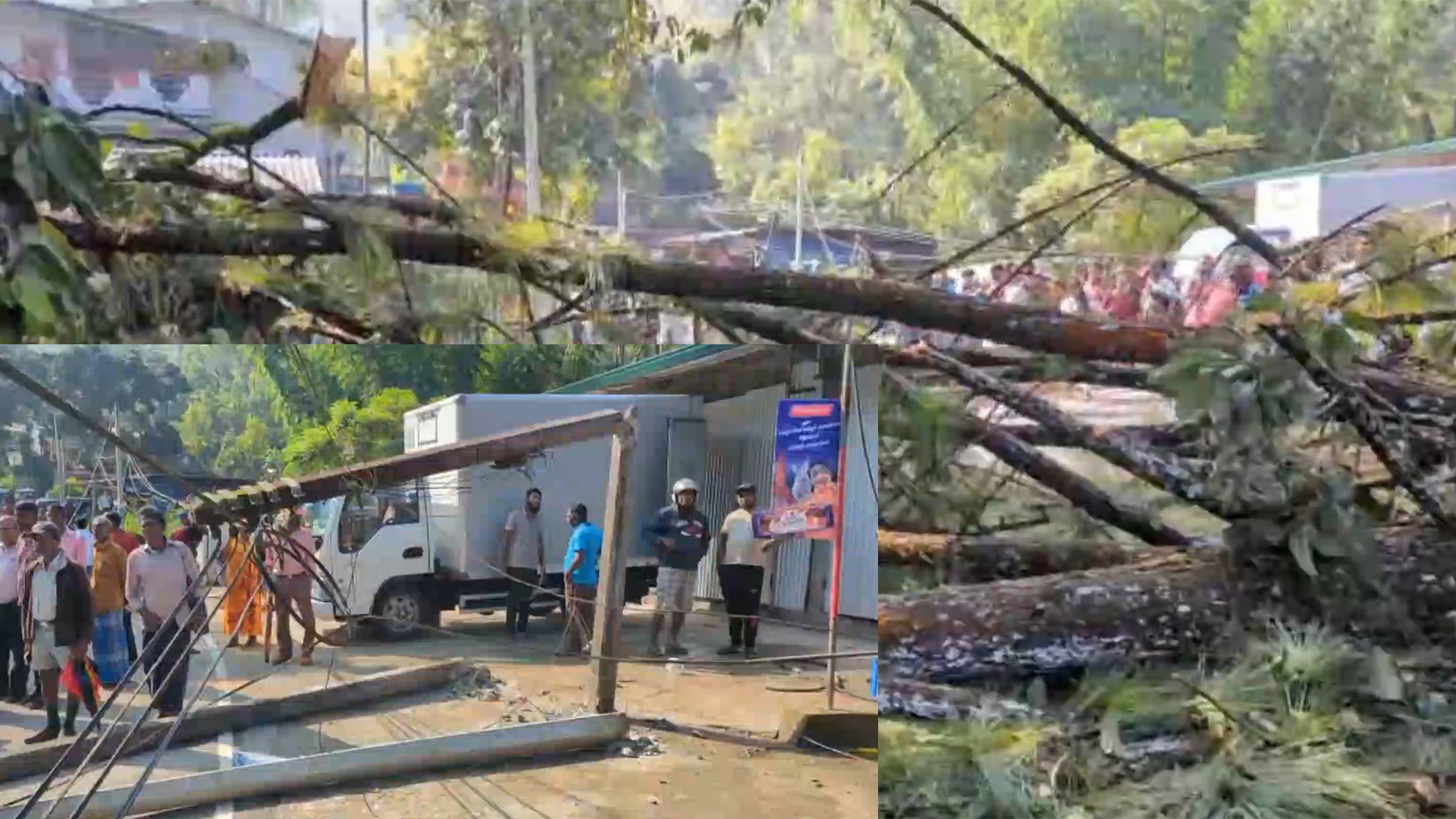 ෆයිනස් ගසක් කඩා වැටීමෙන් ශ්‍රීපාද මාර්ගයේ ගමනා ගමන කටයුතු අඩාල වේ