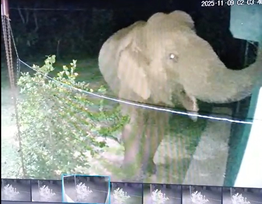 වනේ වන අලින් රැක ගත් වී කාය – හිසට හෙවන දෙන නිවසත් වනසාය