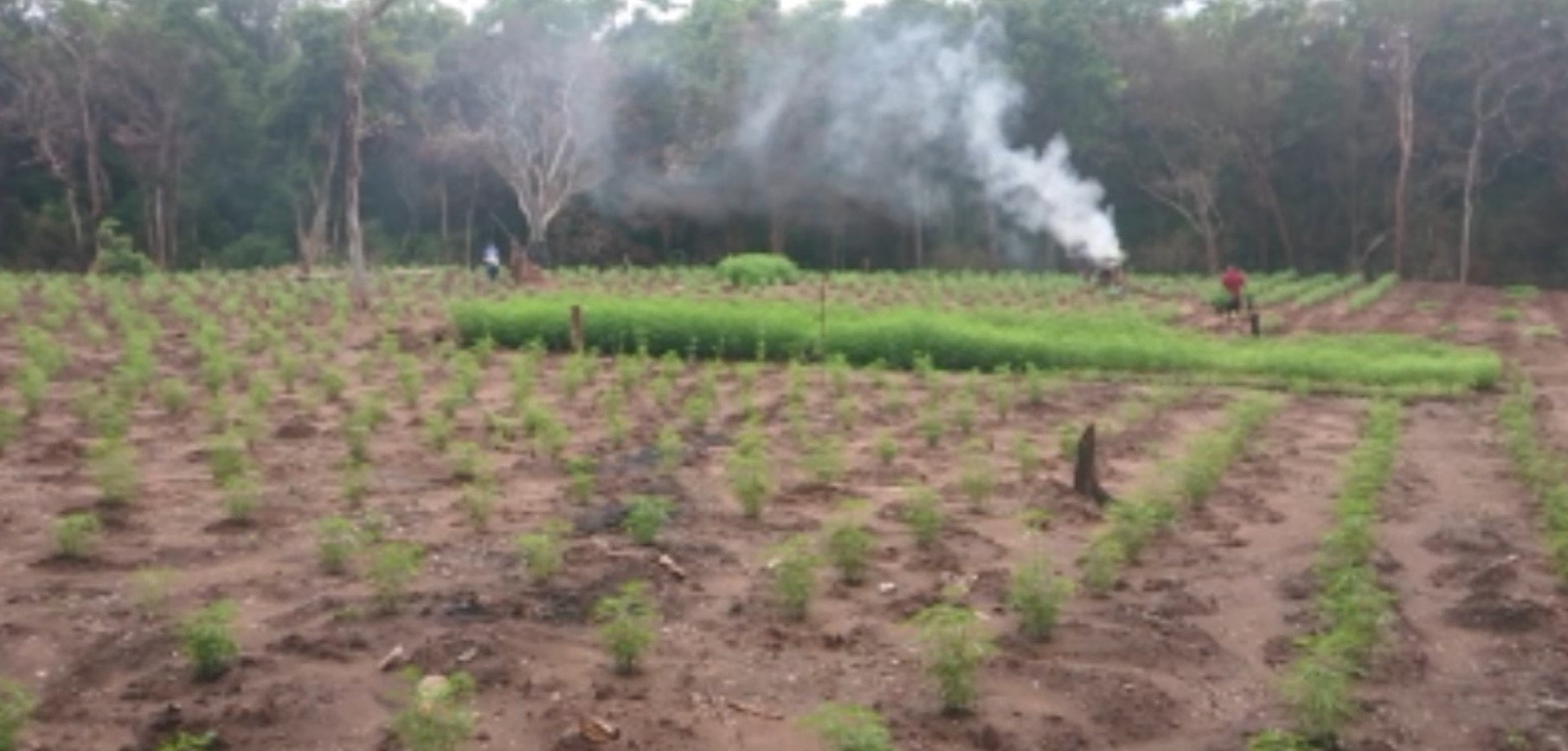 බුත්තල – ගෝනගංආර රක්ෂිතයේ කංසා වගාවක් වනසයි