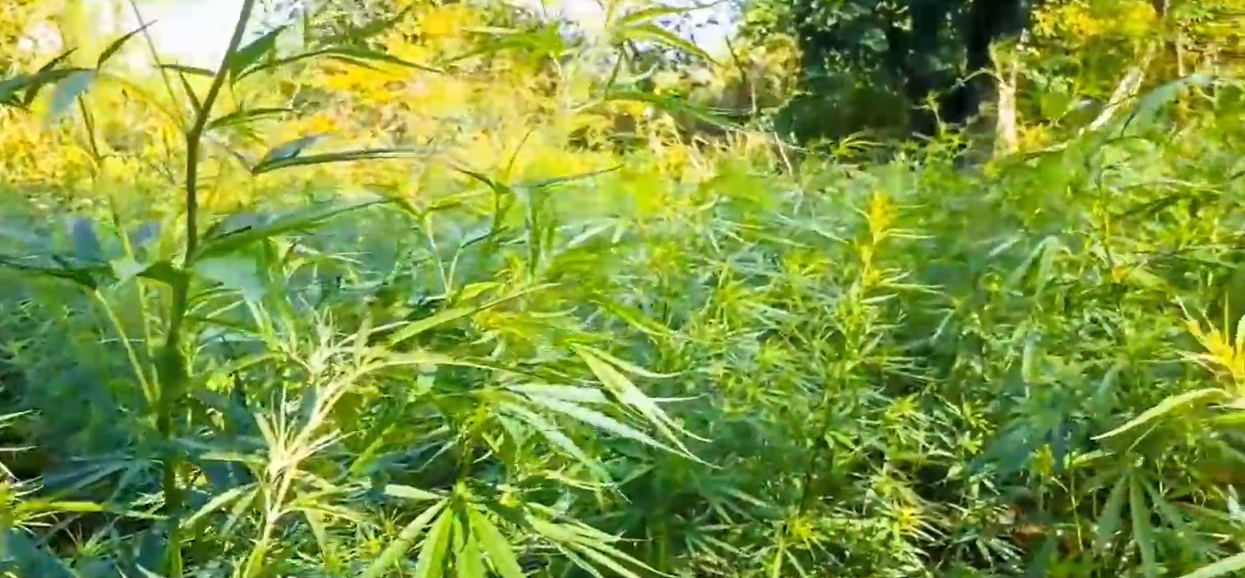 එස්.ටී.එෆ් සහ පොලිස් විශේෂ මෙහෙයුමකින් කංසා හේන් පහළොවක් වනසයි එස්.ටී.එෆ් සහ පොලිස් විශේෂ මෙහෙයුමකින් කංසා හේන් පහළොවක් වනසයි