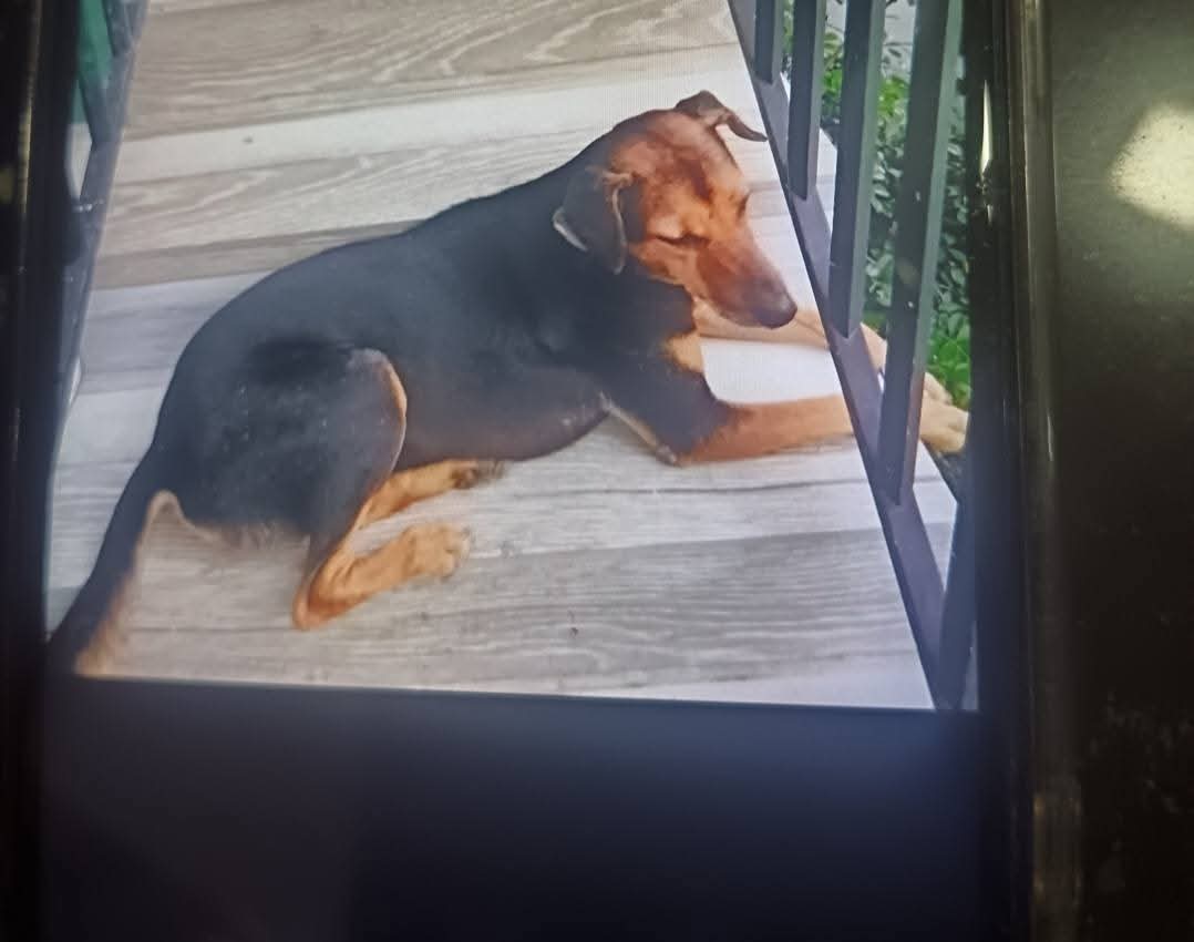 මහමග සුනඛයෙකු හප්පා මරා දැමූ කතක් දින 14 ක් රක්ෂිත බන්ධනාගාරයට මහමග සුනඛයෙකු හප්පා මරා දැමූ කතක් දින 14 ක් රක්ෂිත බන්ධනාගාරයට