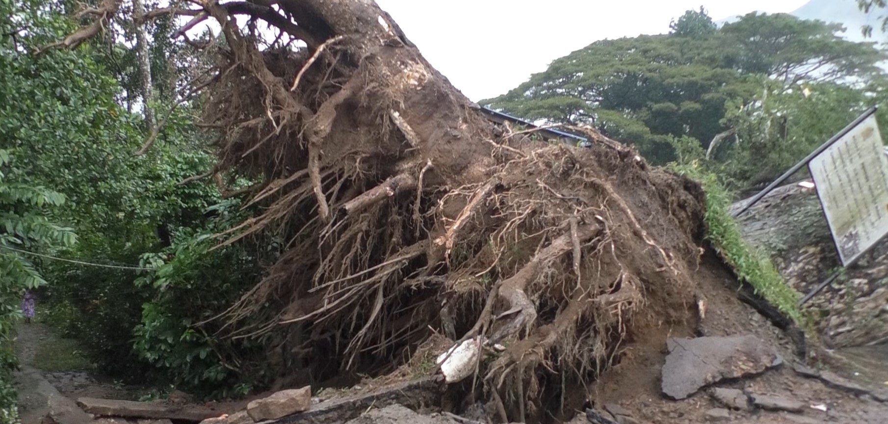 මාවනැල්ල මාරයා සිටි මාර ගස රැක්කෙ ප්‍රදේශවාසීන් පිරිසක්
