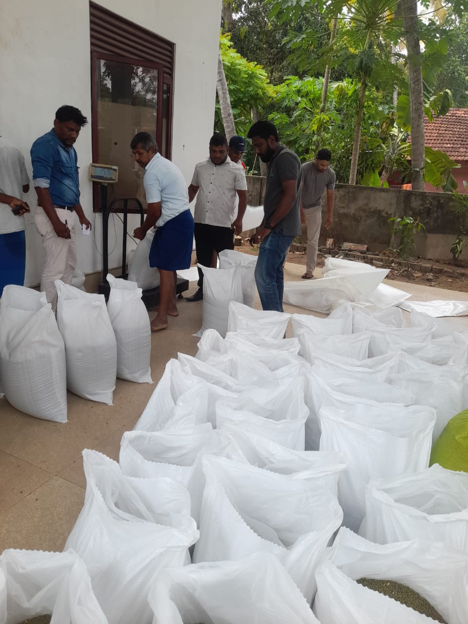 මුං ඇට අස්වැන්න ඉහළට – මිල දී ගැනීමට ජාතික ආහාර ප්රවර්ධන මණ්ඩලය සූදානම් මුං ඇට අස්වැන්න ඉහළට – මිල දී ගැනීමට ජාතික ආහාර ප්රවර්ධන මණ්ඩලය සූදානම්