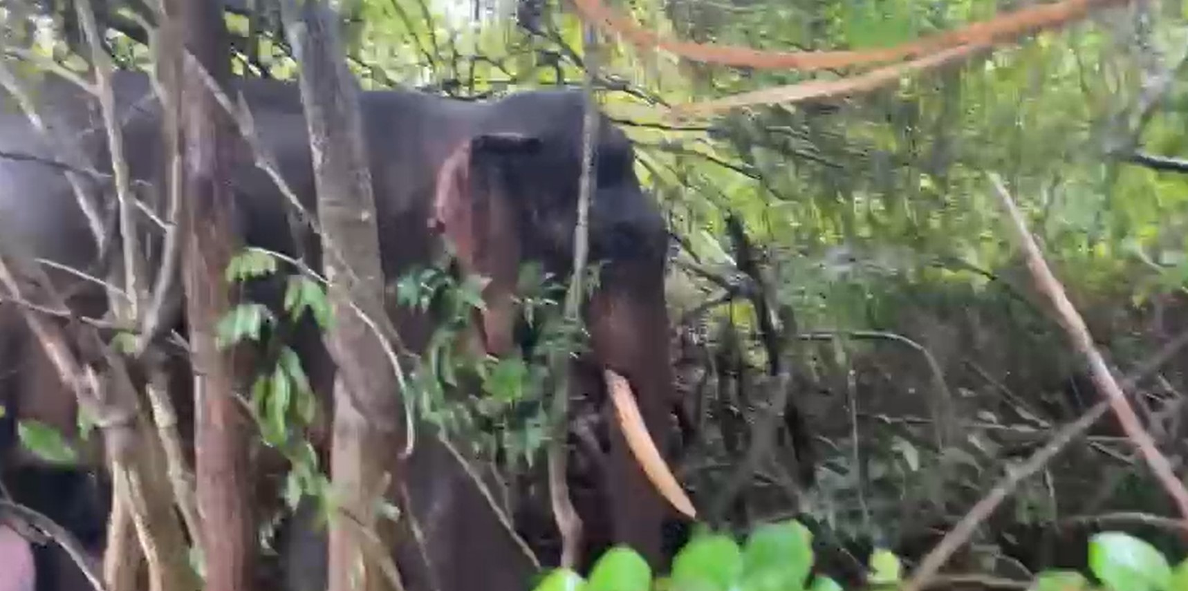 ඇවිදීමේ අපහසුවෙන් සිටි මහවිලච්චියේ ඇතෙකුට නිර්වින්දනය කර ප්‍රතිකාර