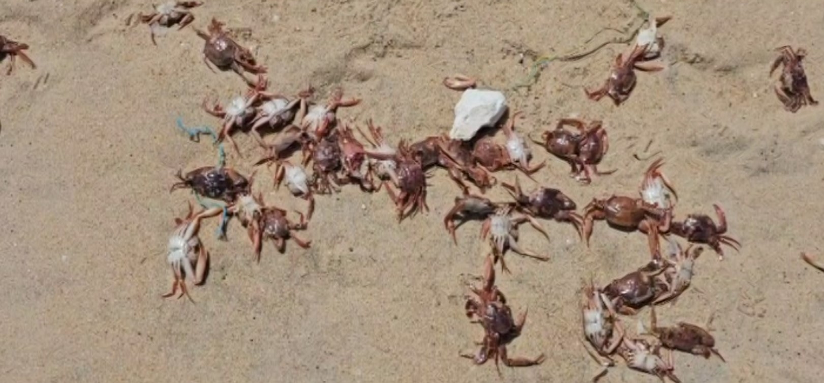 අරියම්පති වෙරළට අසාමාන්ය ලෙස රතු කකුළුවන් ගසාගෙන එයි අරියම්පති වෙරළට අසාමාන්ය ලෙස රතු කකුළුවන් ගසාගෙන එයි