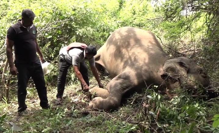 මනම්පිටියේදී දුම්රියක ගැටී තවත් වන අලියෙක් මරුට මනම්පිටියේදී දුම්රියක ගැටී තවත් වන අලියෙක් මරුට