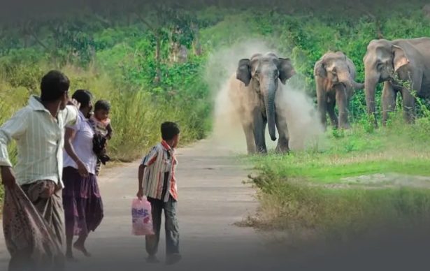 වනජීවී අමාත්‍යවරයාට අධිකරණයෙන් නියෝගයක්
