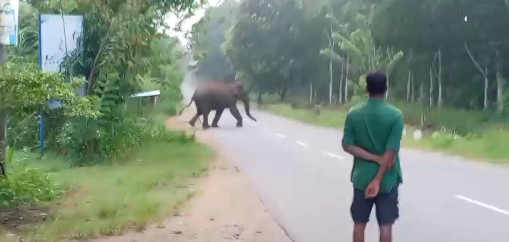 පාදයකට තුවාල සිදු වී සිටි අලියාට වනජීවි නිලධාරීන් ප්‍රතිකාර කිරීම ආරම්භ කරයි
