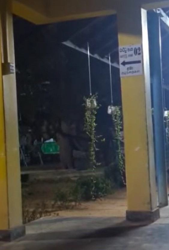 වැලිකන්ද රෝහල ඇවිත් වන අලි ගිලන් රථයකටත් පහර දෙයි – රෝහල් කොරොඩෝවල අලි වැලිකන්ද රෝහල ඇවිත් වන අලි ගිලන් රථයකටත් පහර දෙයි – රෝහල් කොරොඩෝවල අලි