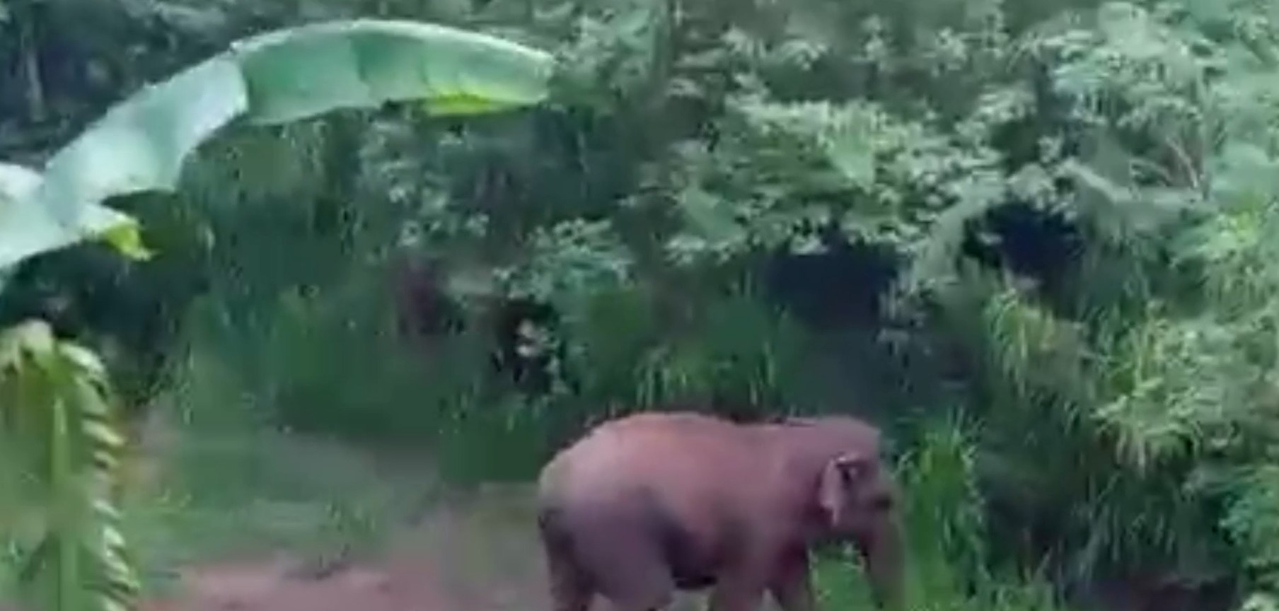 වැල්ලවාය ආනපල්ලම ගමට වන අලියෙක් කඩා වැදී ජරමරයක් වැල්ලවාය ආනපල්ලම ගමට වන අලියෙක් කඩා වැදී ජරමරයක්