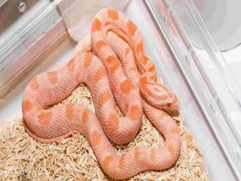 රැකබලා ගන්න දුන් දෙහිවල සත්තු වත්තේ සිටි ලංකාවේ එකම කහ ඇනකොන්ඩාටත් විදලා රැකබලා ගන්න දුන් දෙහිවල සත්තු වත්තේ සිටි ලංකාවේ එකම කහ ඇනකොන්ඩාටත් විදලා