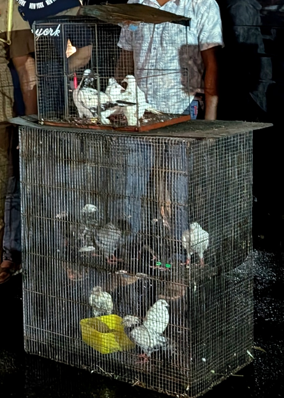 දෙහිවල සත්වෝද්‍යානයෙන් පරෙවියන් 15 ක් ඉස්සූ සූපවේදියෙක්  අත්අඩංගුවට