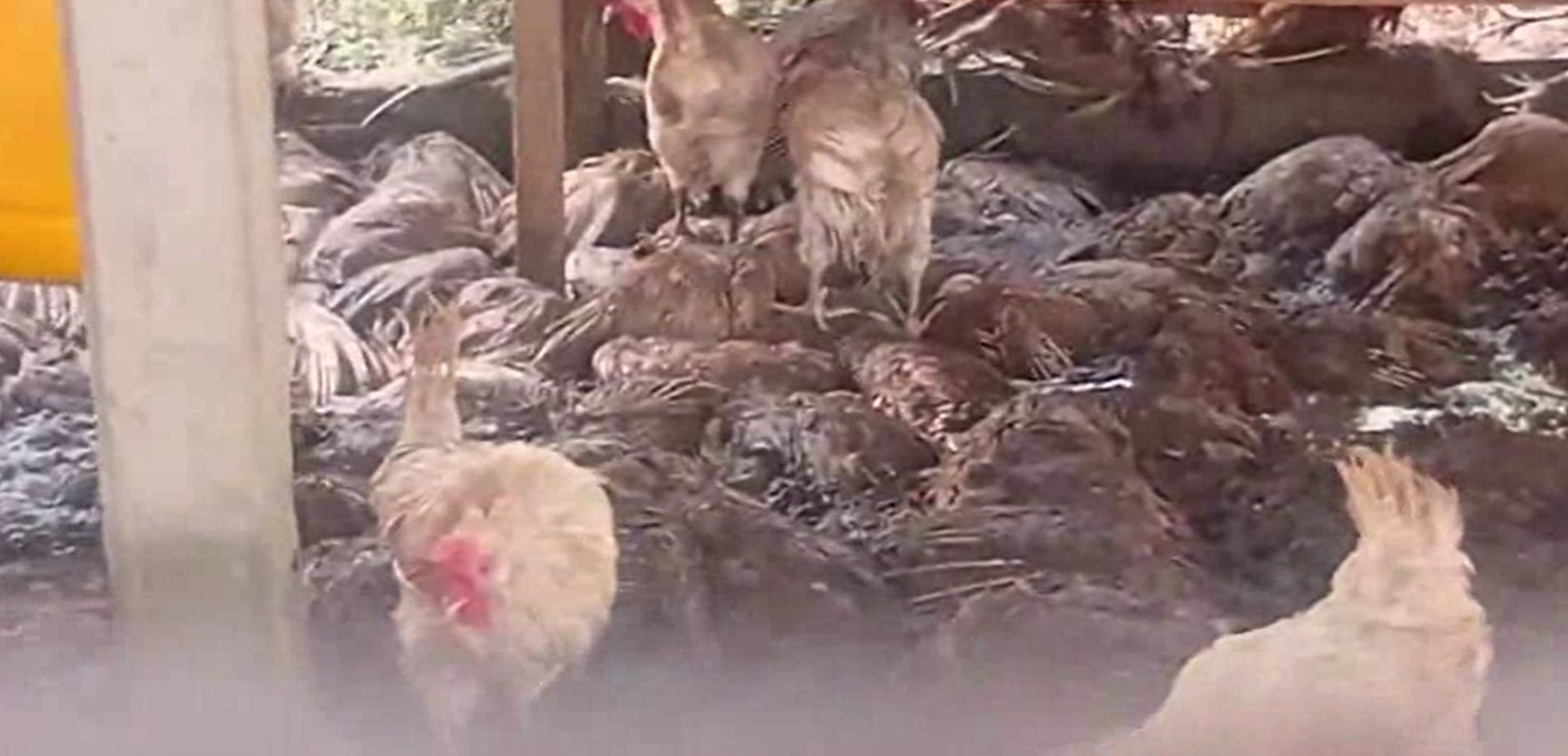 දැදුරු ඔය “රුදුරු” වී බිත්තර නිෂ්පදකයින් බිමට සමතලා වෙයි