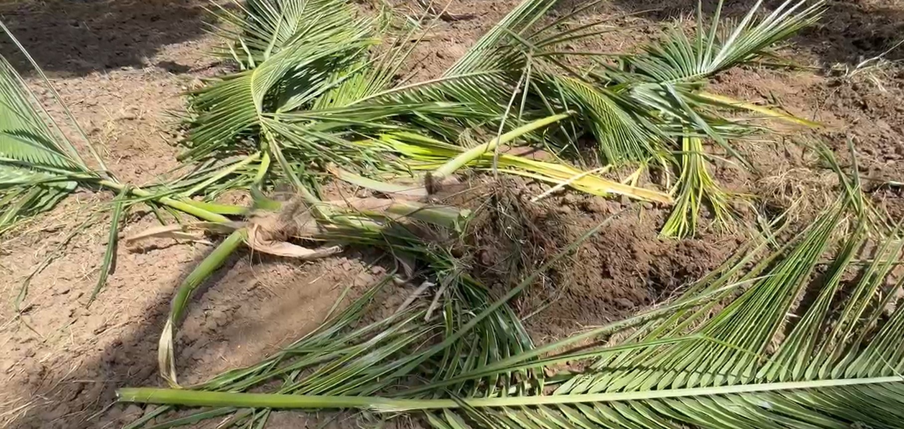 වන අලි ගැටලුවට හදපානාගල ගම්වාසීන් විසඳුම් ඉල්ලයි වන අලි ගැටලුවට හදපානාගල ගම්වාසීන් විසඳුම් ඉල්ලයි