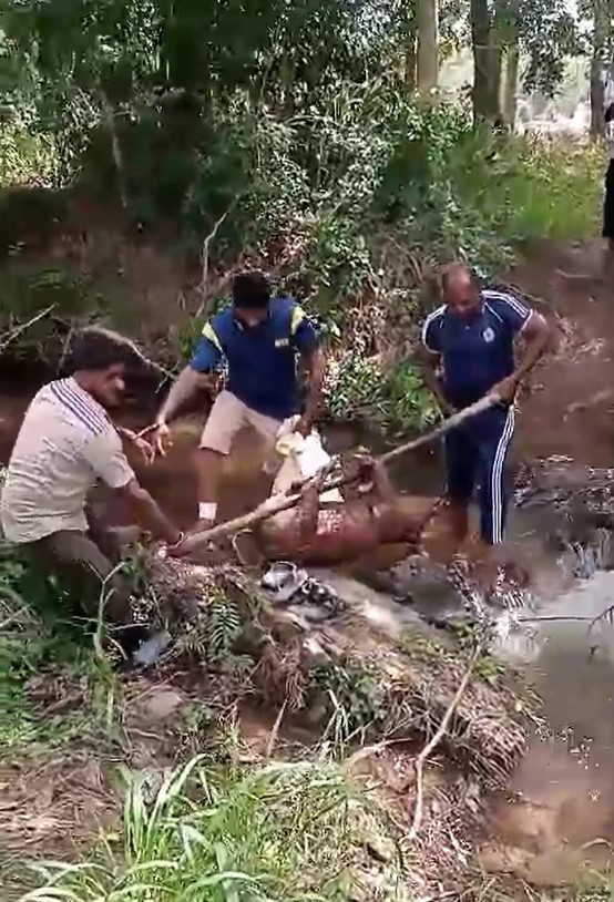 දිඹුලාගල බෝගස්වැව දී ඌරන් දෙදෙනකු සොරාගෙන මස් කළ 4 ක් පොලිස් අත්අඩංගුවට දිඹුලාගල බෝගස්වැව දී ඌරන් දෙදෙනකු සොරාගෙන මස් කළ 4 ක් පොලිස් අත්අඩංගුවට