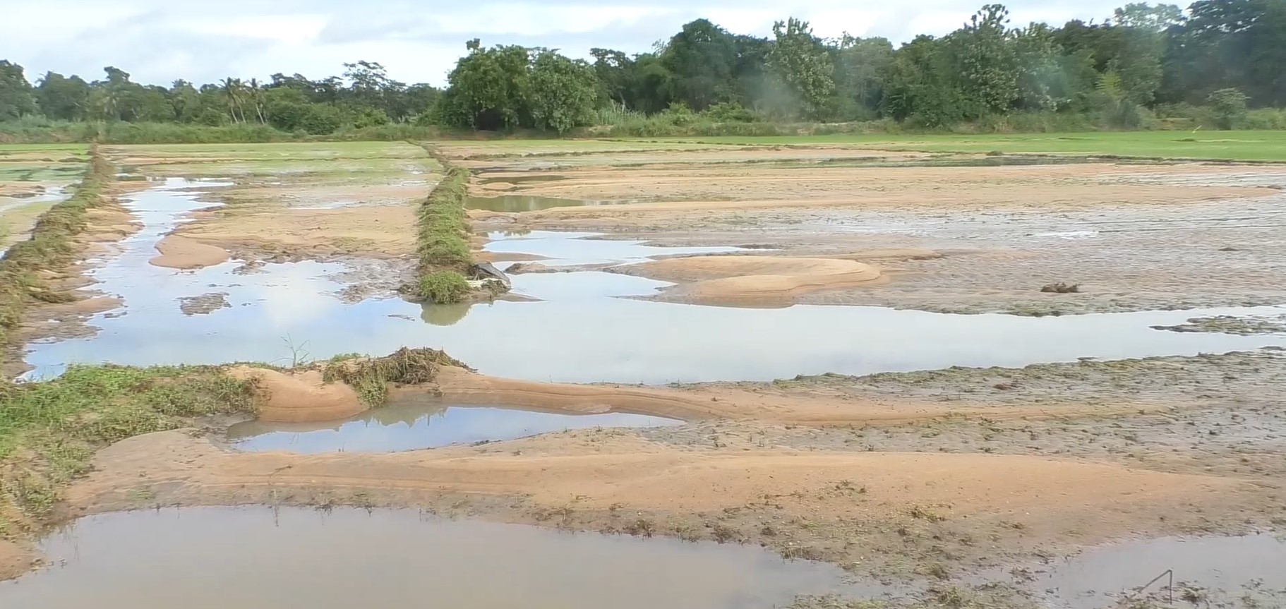 විනාශ වූ මහ කන්නය වෙනුවට කුඹුරු වගා කරන්න ගොවීන් බිත්තර වී ඉල්ලයි (VIDEO)